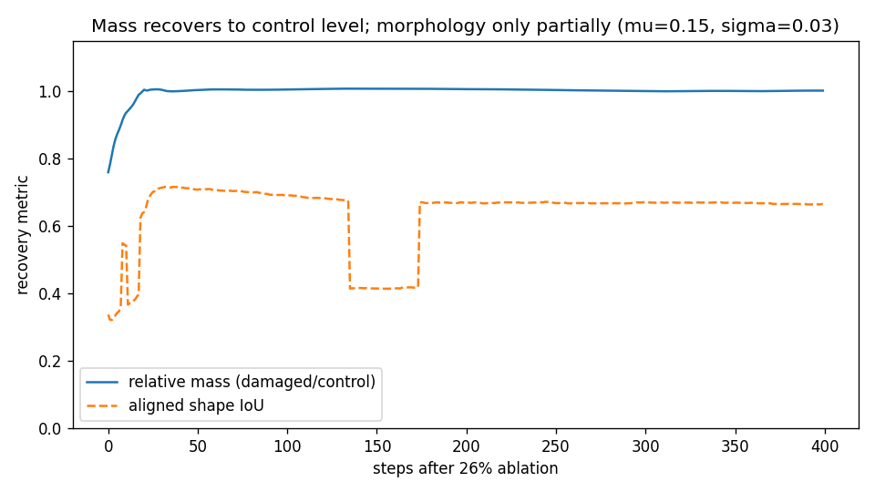 Relative mass returns to control level within 50 steps while aligned shape similarity fluctuates without restoring (26% ablation, 400 steps)